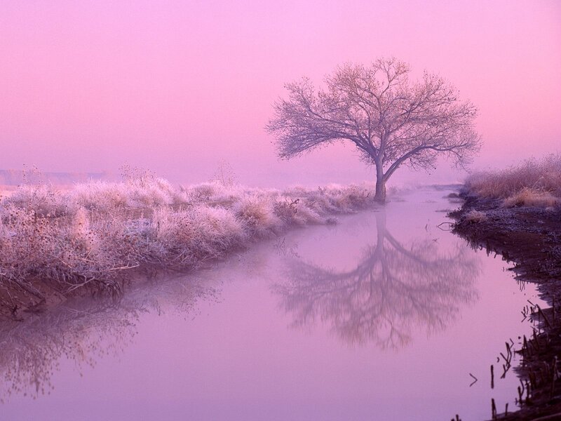 Solitary Tree in Fog — Pink, Serene, Winter