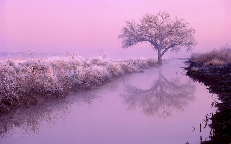 Solitary Tree in Fog — Purple