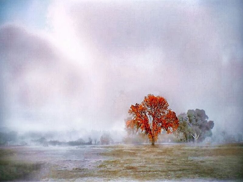Solitary Tree in Fog — Red