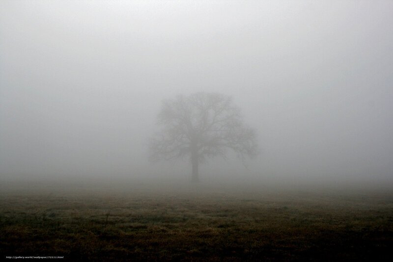 solitary tree in fog