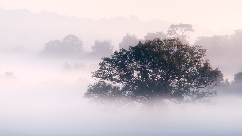 Solitary Tree in Fog — White, Serene, Morning, Photograph