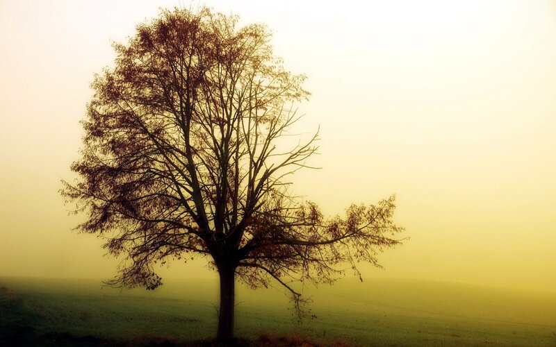 Solitary Tree in Fog — Yellow, Misty