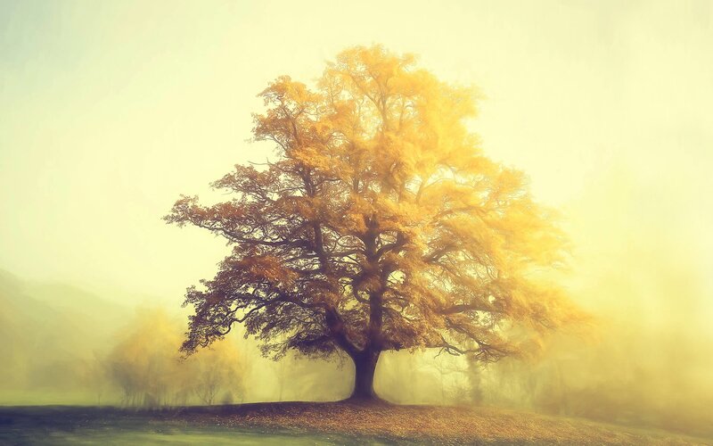 Solitary Tree in Fog — Yellow, Serene, Autumn, Photograph