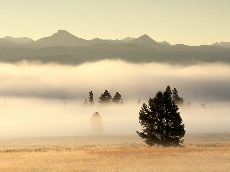 Solitary Tree in Fog — Yellow, Serene, Morning, Photograph