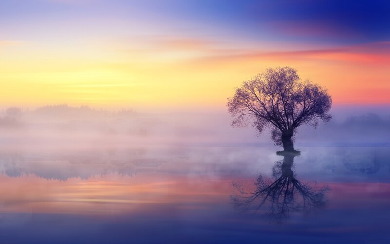 Solitary Tree in Fog — Yellow, Serene, Sunrise, Photograph, Reflection
