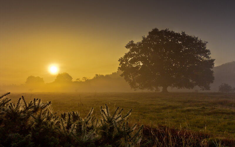 Solitary Tree in Fog — Yellow, Serene