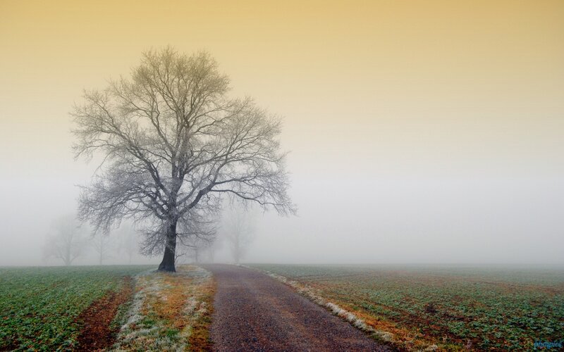 Solitary Tree in Fog — Yellow