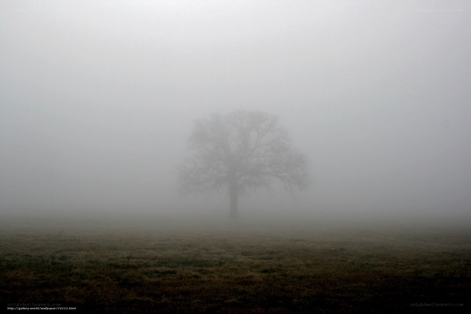 solitary tree in fog