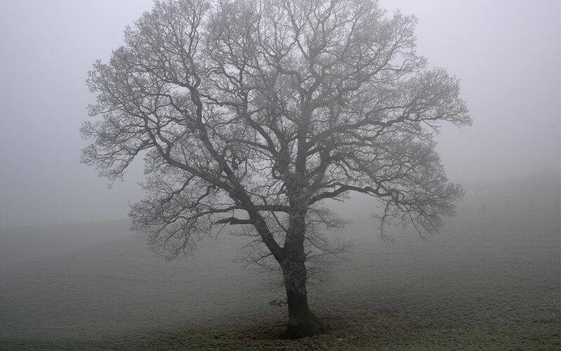 solitary tree in foggy field