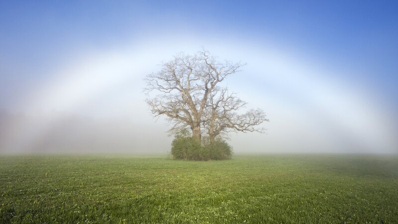 Solitary tree in foggy field