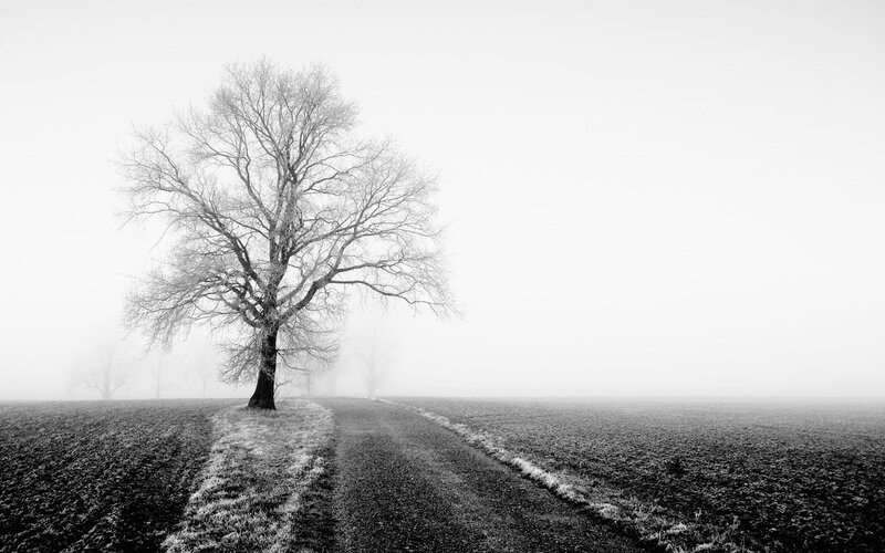 solitary tree in foggy field