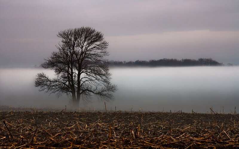 solitary tree in foggy field