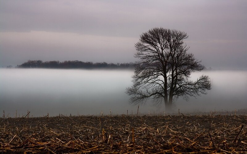 solitary tree in foggy field