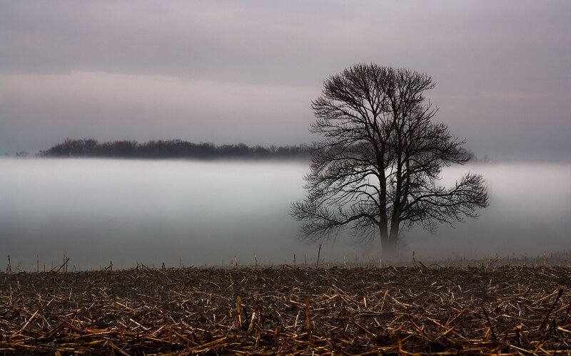 solitary tree in foggy field