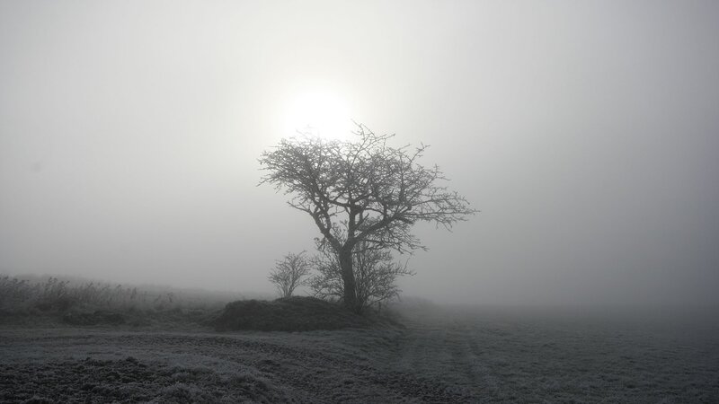 Solitary tree in foggy field