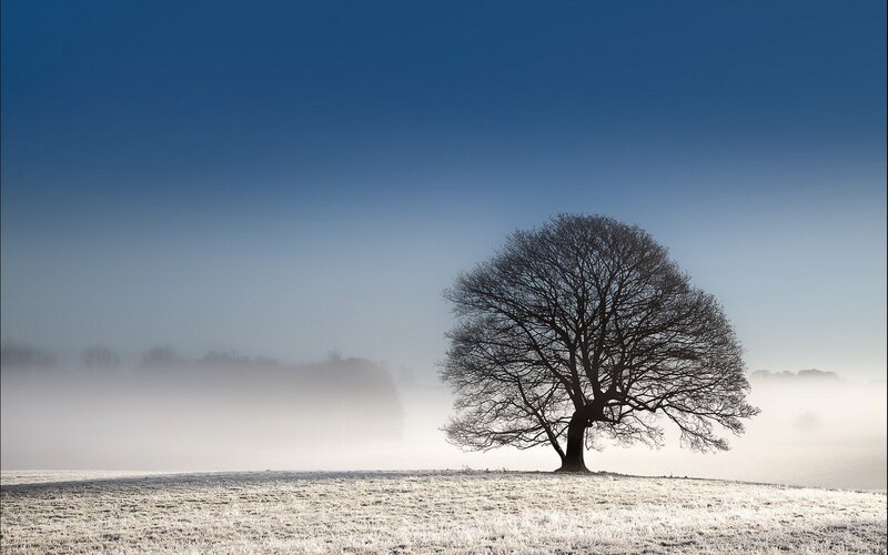 Solitary tree in foggy field