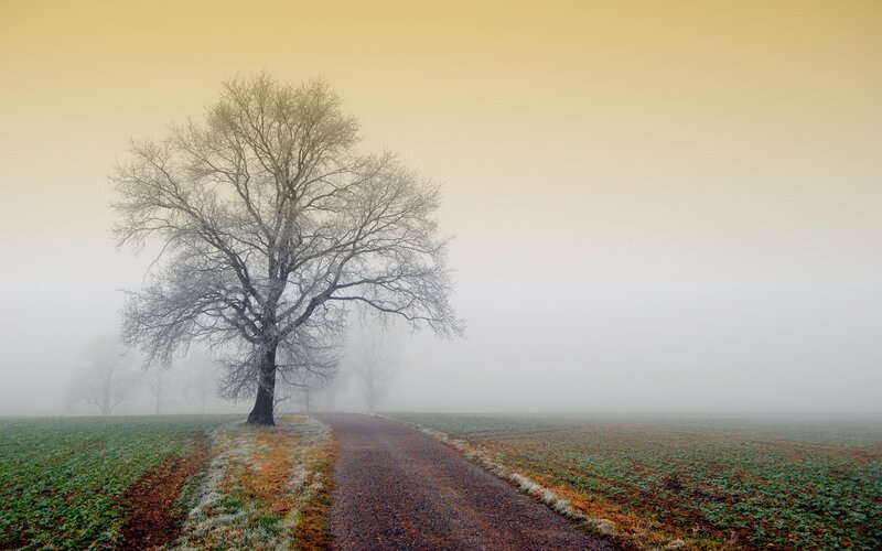 Solitary tree in foggy field