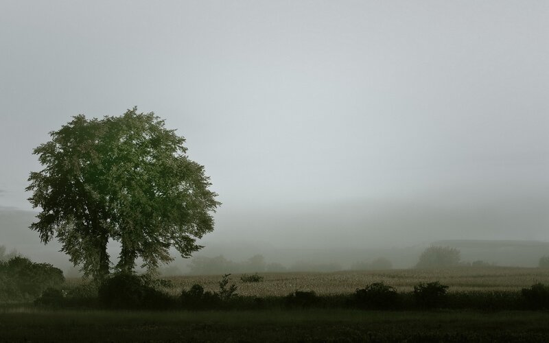 solitary tree in foggy field