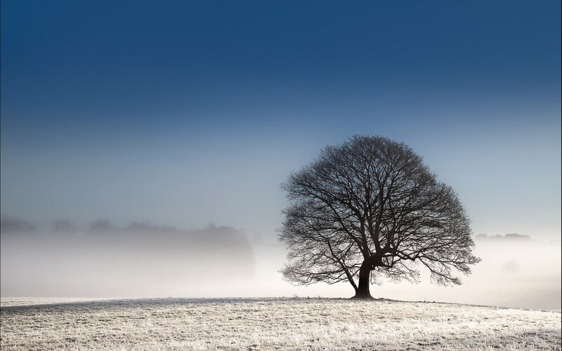 solitary tree in foggy field