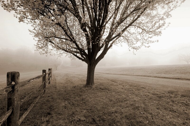 Solitary tree in foggy field