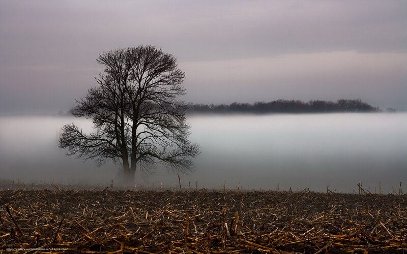 Solitary tree in foggy field