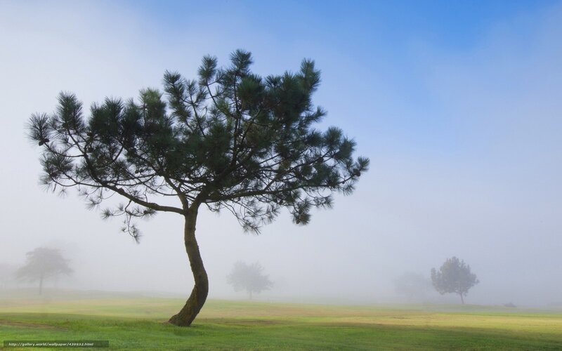 Solitary tree in foggy field