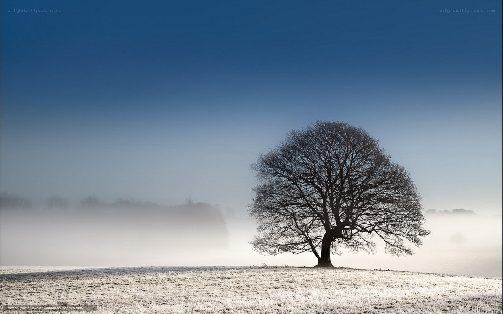 Solitary tree in foggy field