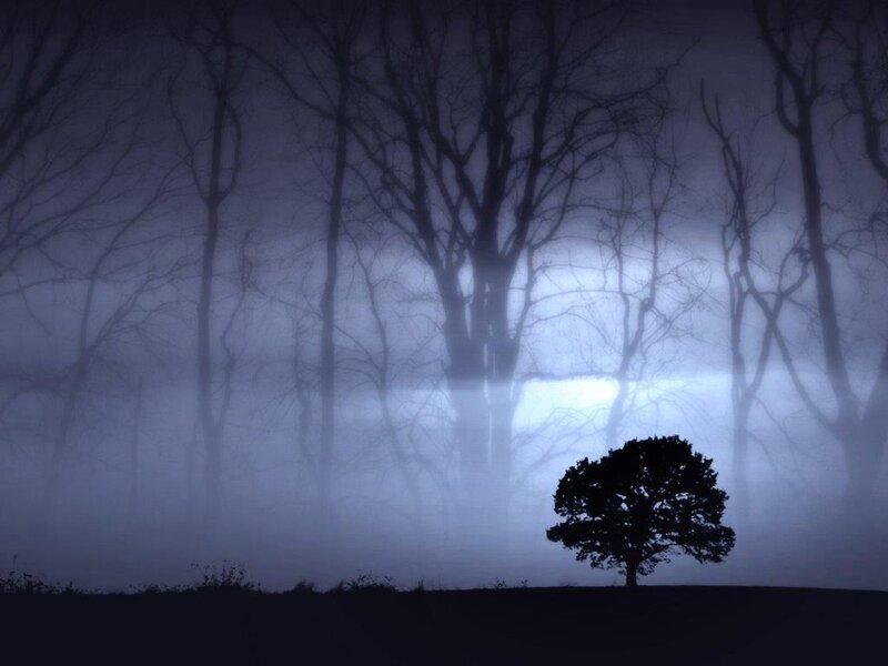 solitary tree in foggy forest