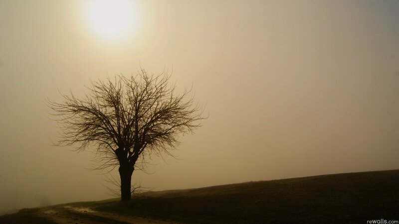 solitary tree in foggy landscape
