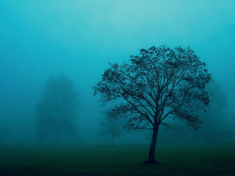 Solitary tree in foggy landscape