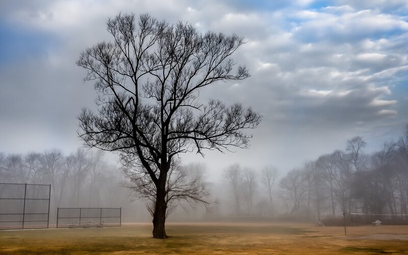 Solitary tree in foggy park