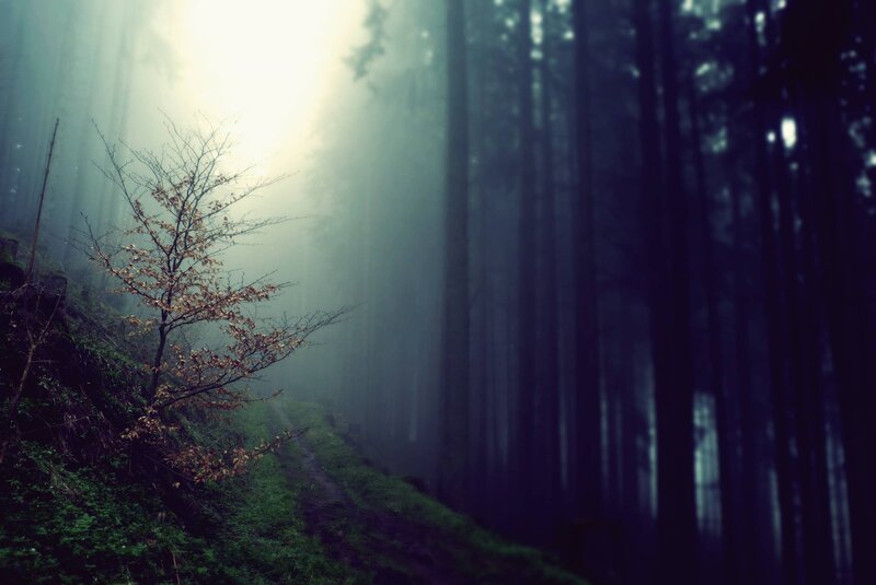 Solitary Tree in Forest — Green, Mysterious