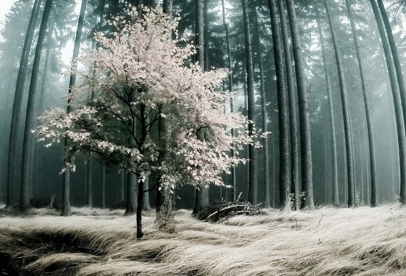 Solitary Tree in Forest — Green