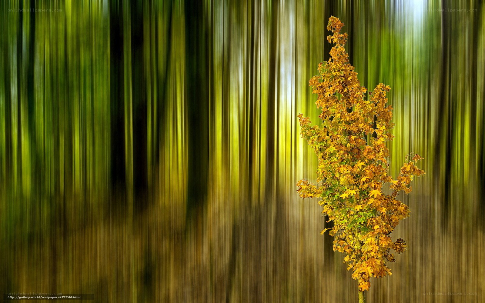 Solitary tree in forest