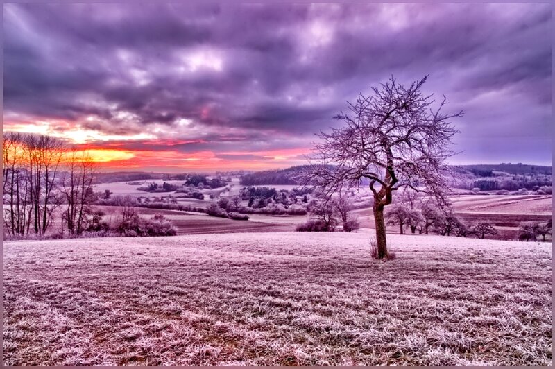 Solitary Tree in Frost