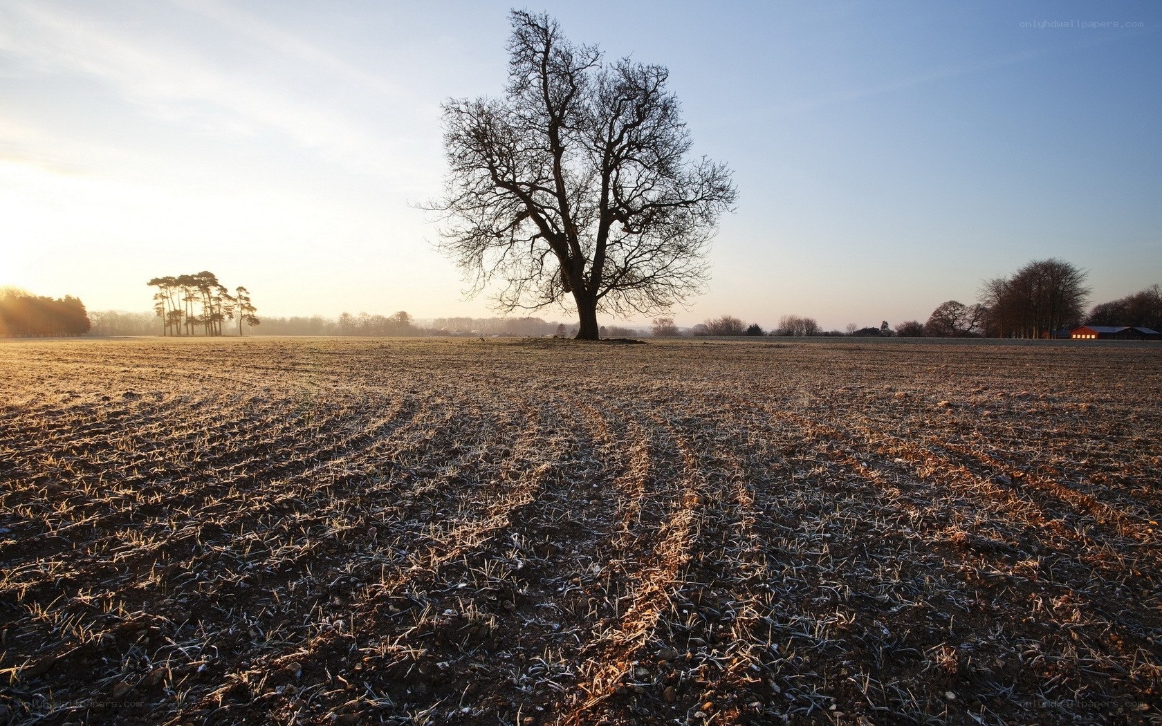 Solitary tree in frosty field