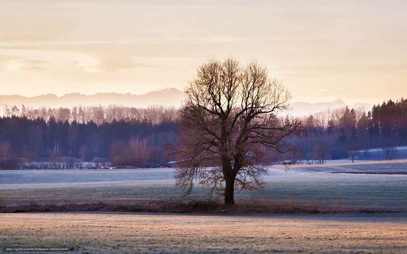 Solitary tree in frosty field