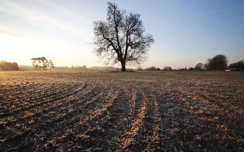 Solitary tree in frosty field