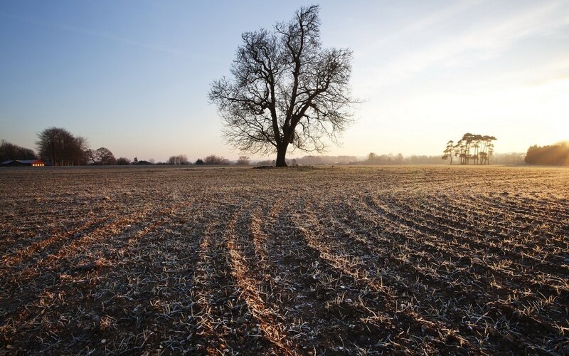 solitary tree in frosty field