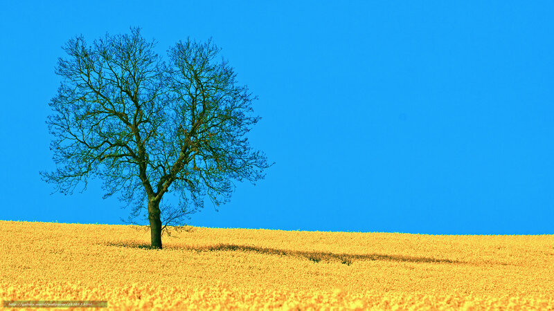 Solitary tree in golden field