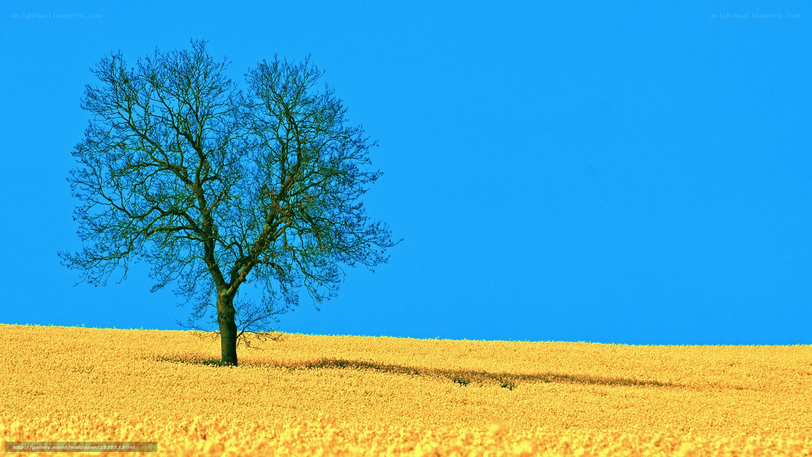 Solitary tree in golden field