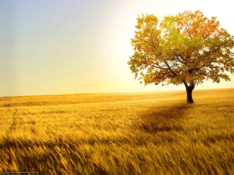 solitary tree in golden field