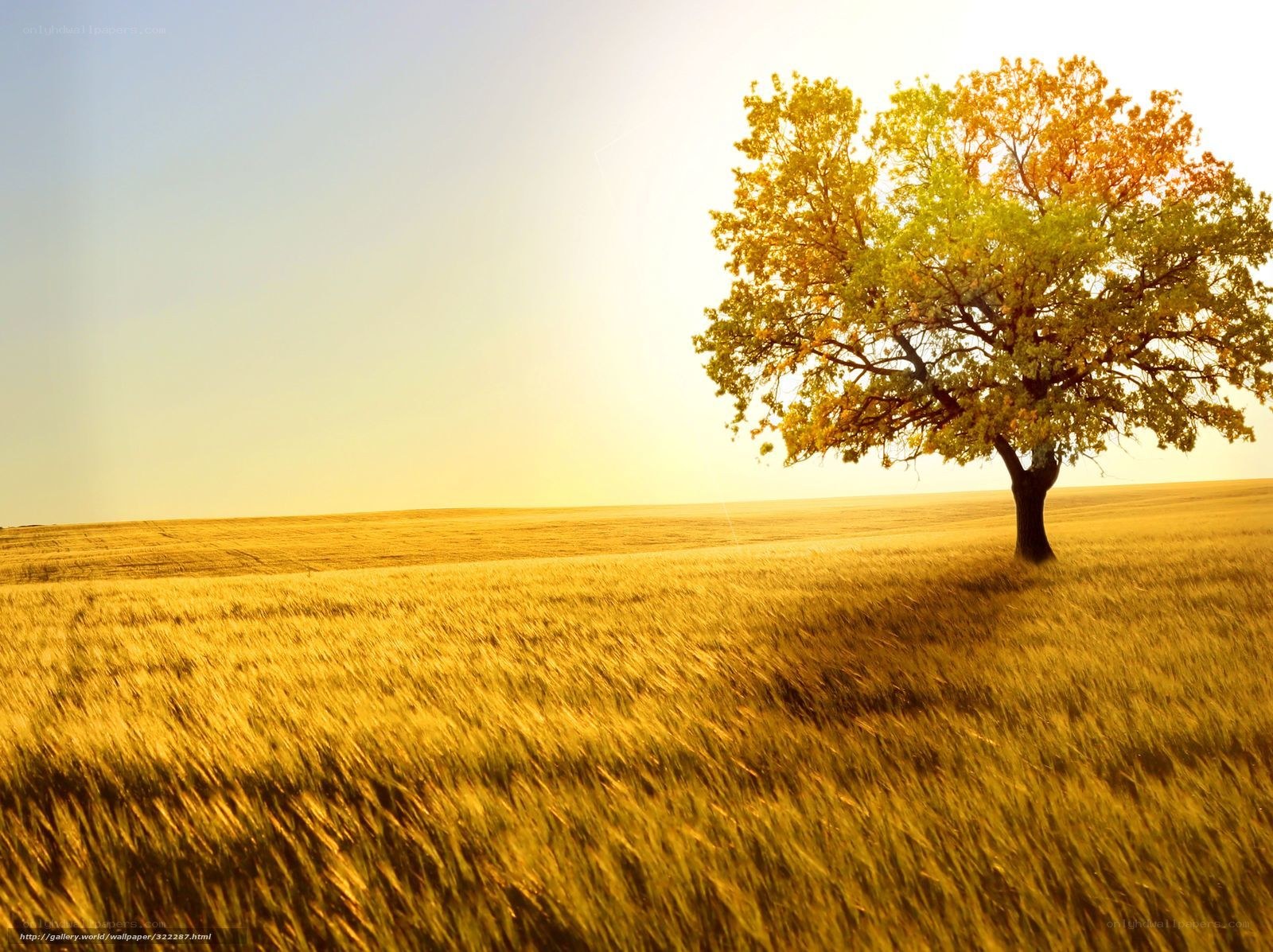solitary tree in golden field