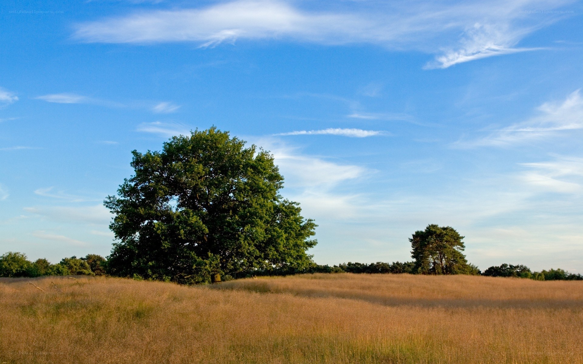 Solitary tree in golden field