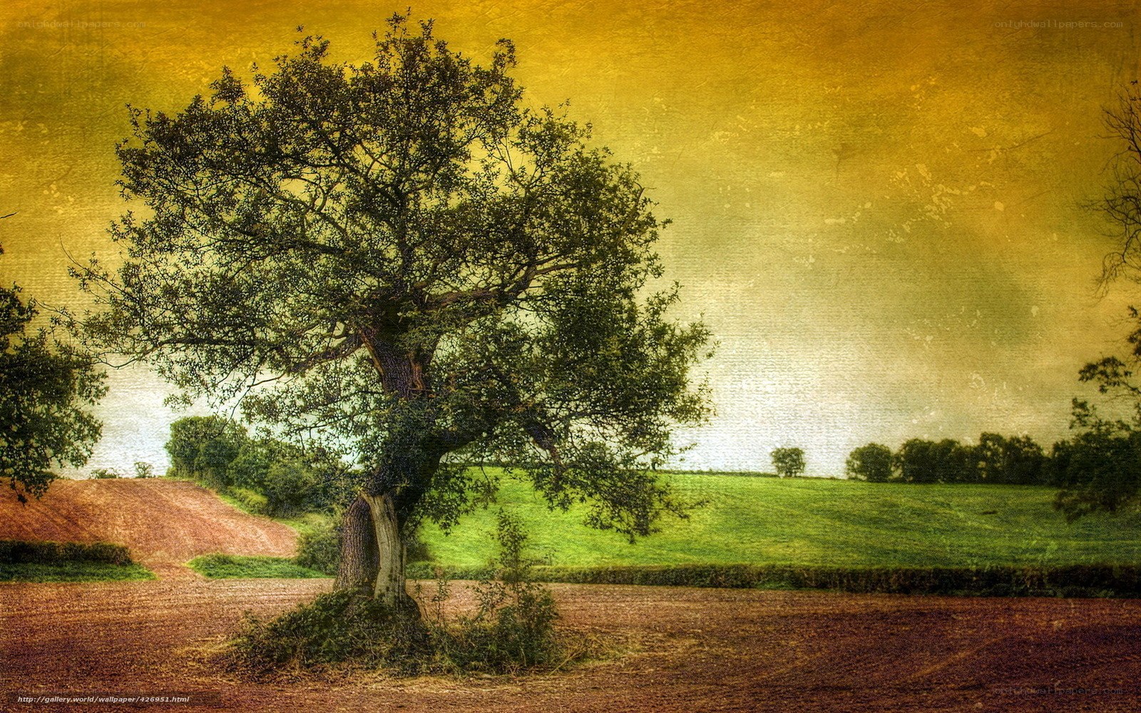 Solitary tree in golden field