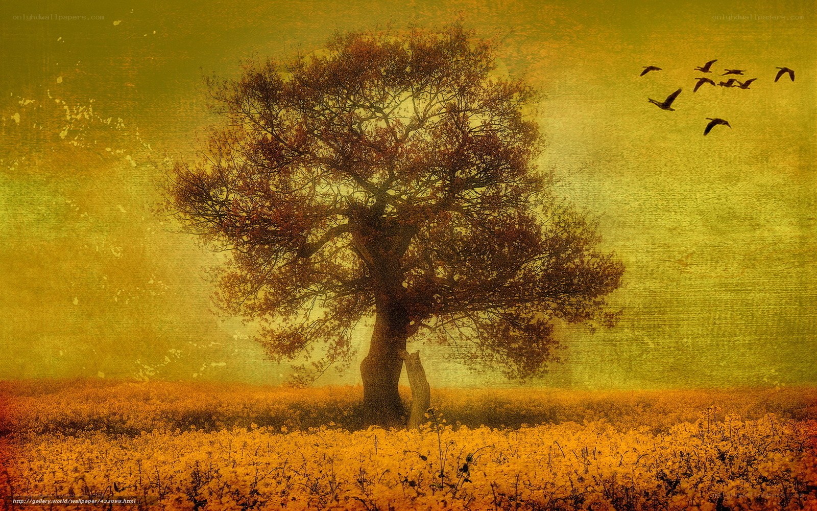 solitary tree in golden field