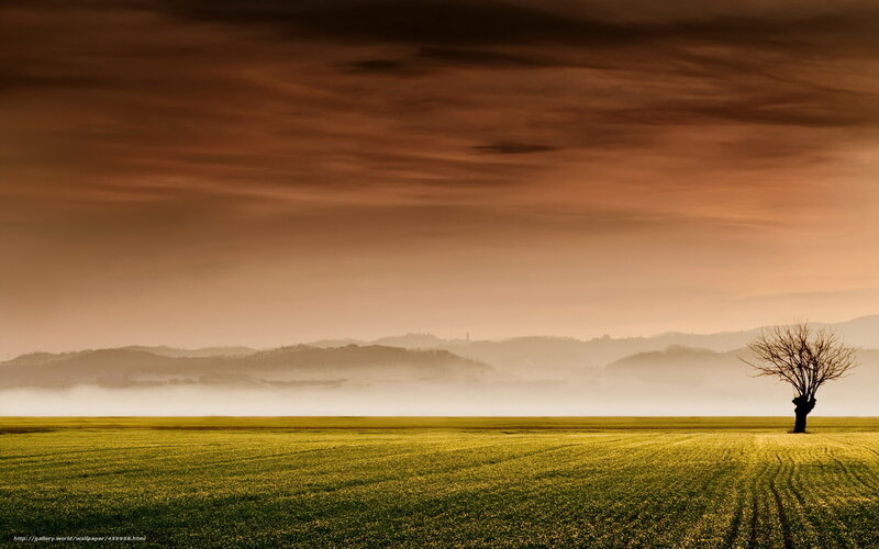 Solitary tree in golden field