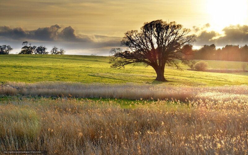 Solitary tree in golden field