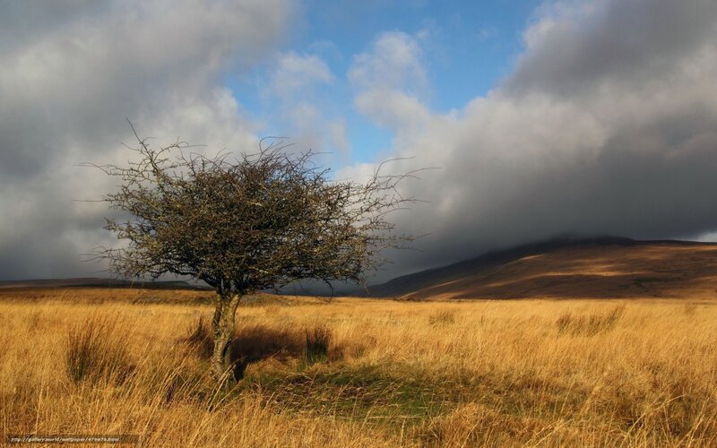 Solitary tree in golden field