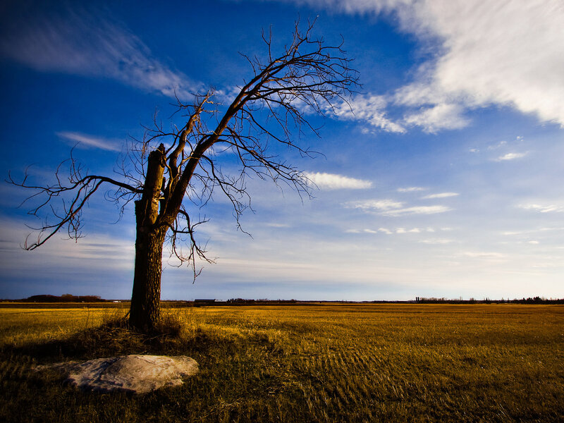 Solitary tree in golden field